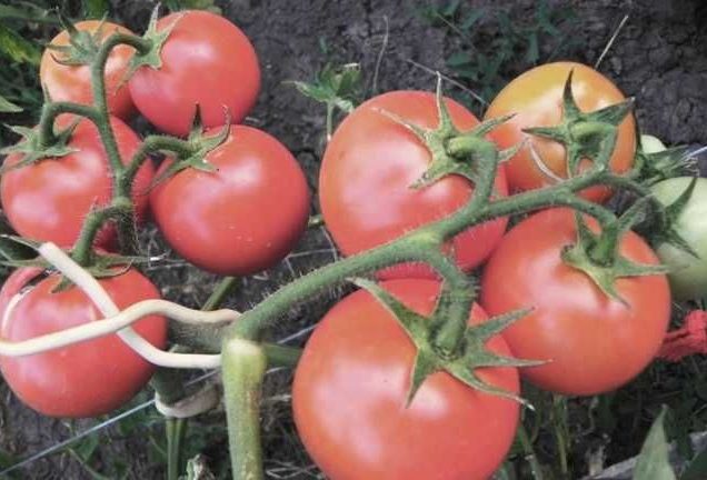 los tomates son aparentemente invisibles en el jardín