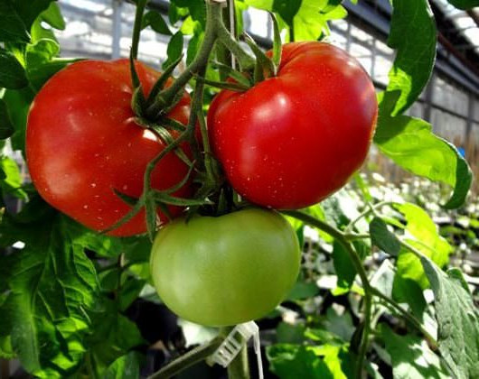 Varhainen kypsyminen Volgogradin tomaatti puutarhassa