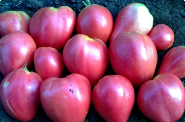 fruit tomatoes