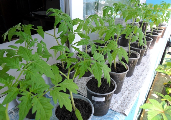 tomato seedlings Dobry F1