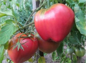 Batianya-tomaattilajikkeen ominaisuudet ja kuvaus, sen sato