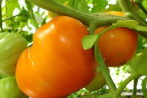 Egenskaber og beskrivelse af den orange hjerte tomat sort (Liskin næse), dens udbytte