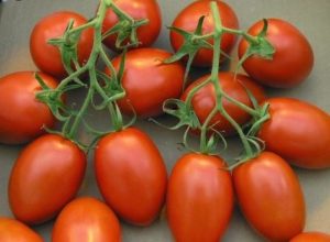 Tomaattivaunun lajikkeen ominaisuudet ja kuvaus, sen sato