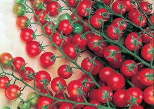 Kenmerken en beschrijving van de tomatensoort Krasnaya Grazd, de opbrengst