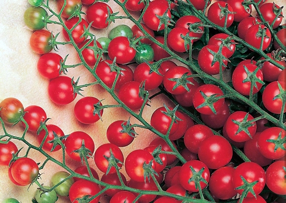 Ramas de tomate racimo rojo