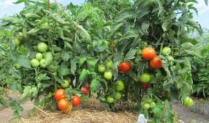 Kādas zemu augošo tomātu šķirnes ir vislabākās atklātā zemē