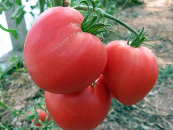 bovine heart tomato in the open field