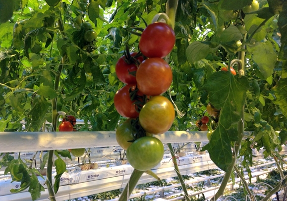arbustos de tomate t 34