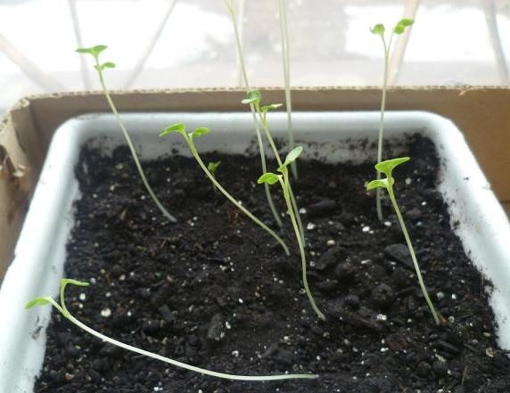 thin tomato seedlings in a pot