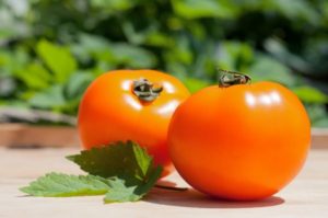 Eigenschaften und Beschreibung der Persimonen-Tomatensorte, deren Ertrag