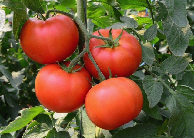 rica cabaña de tomates en campo abierto