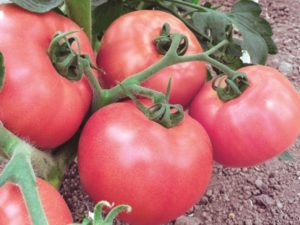 Caratteristiche e descrizione della varietà di pomodoro Raspberry Viscount, la sua resa