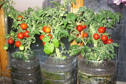 bonsai pomidorų į puodą