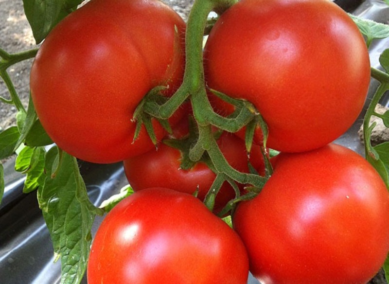tomato Kind f1 in the garden