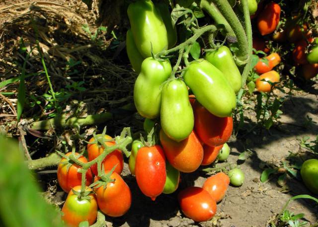 tomaat bush raket