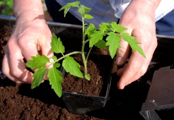 plantar plántulas de tomate