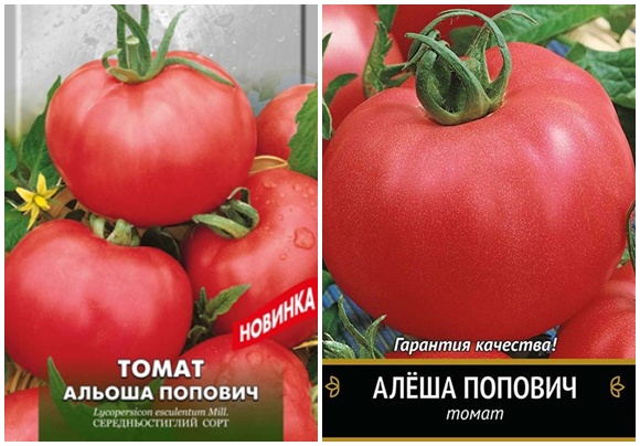 بذور الطماطم أليشا بوبوفيتش