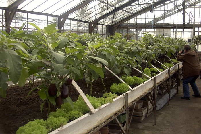 eggplant seedlings in the greenhouse