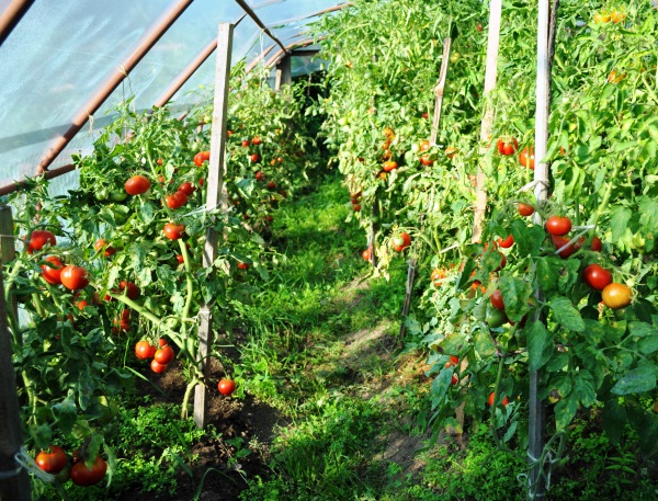 Siberische vroeg rijpende tomaat in een kas
