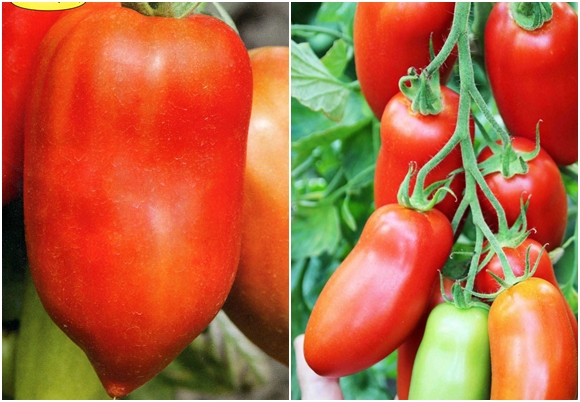 Vielzahl von pfefferförmigen Hugo-Tomaten