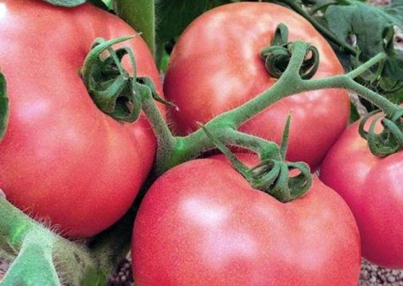 udseende af tomat hindbær pink