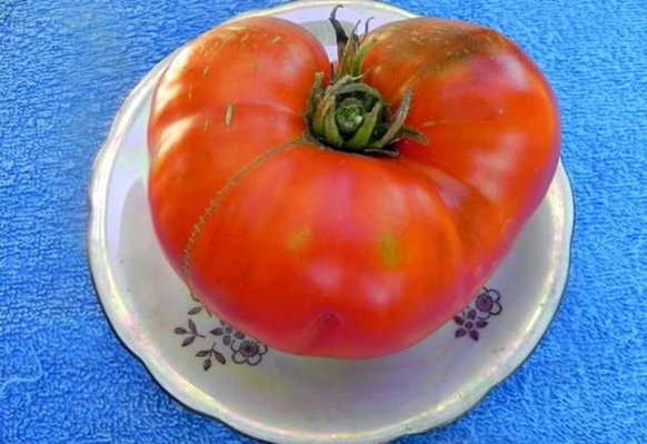 tomato eternal call on a plate