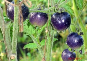 Charakteristiky a opis odrody rajčiaka modrého strapca, jeho úrody
