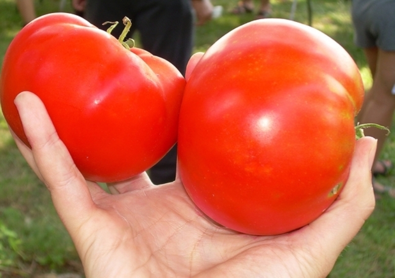 bir domates Kozmonotu Volkov'un görünümü