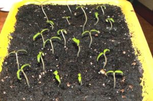 Pregled novih metoda uzgoja sadnica rajčice bez zemlje