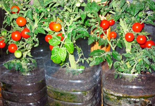 abgefüllte Tomaten auf dem Balkon
