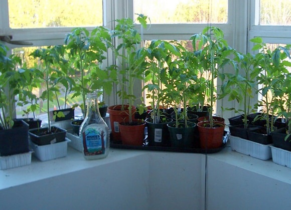 tomato seedlings on the balcony