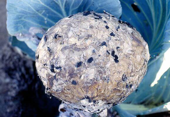 white rot on cabbage