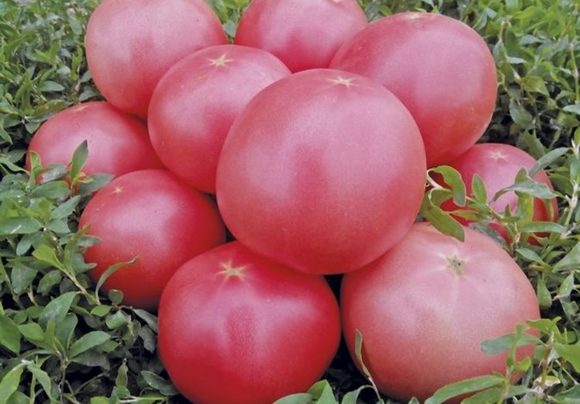  tomātu rozā krūms f1 dārzā