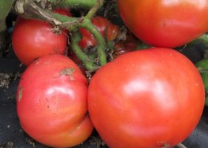 Kenmerken en beschrijving van de tomatenvariëteit Sugar Bison of de leider van de roodhuiden, de opbrengst