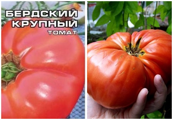 بذور الطماطم berdsky