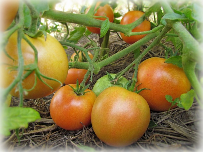 Autumn Leningrad tomato