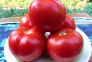 מאפיינים ותיאור של זן העגבניות המשמר האדום, התשואה שלו