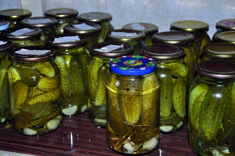 cucumbers with oak leaves in jars
