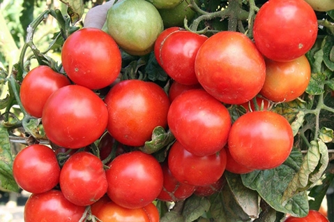 Tomatenbüsche Ural früh