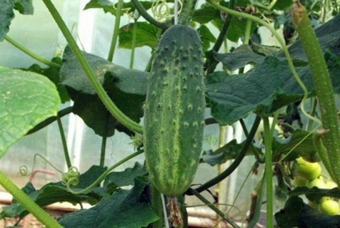 Altai early cucumbers