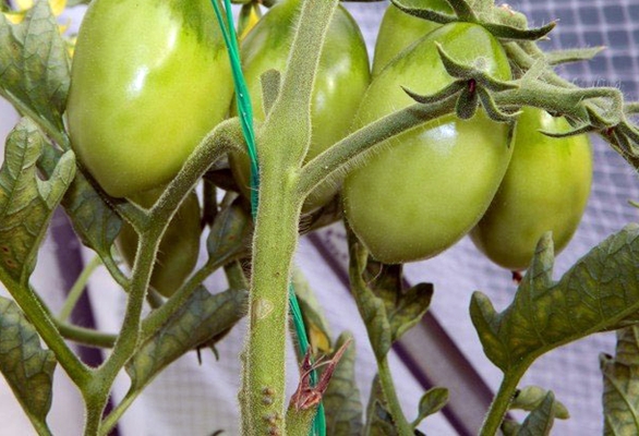 paradajkové kríky matryoshka