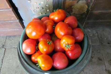 šeimos pomidorų derlius