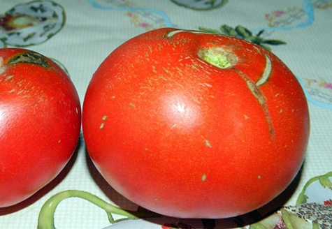 Tomatenmarisha auf dem Tisch