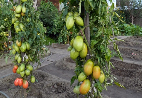 tomat podsinskoe mirakel i det öppna fältet