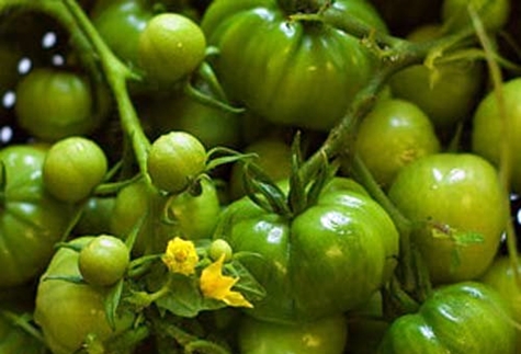 zaļo tomātu krūmi