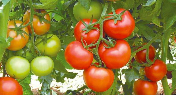 tomato ovary