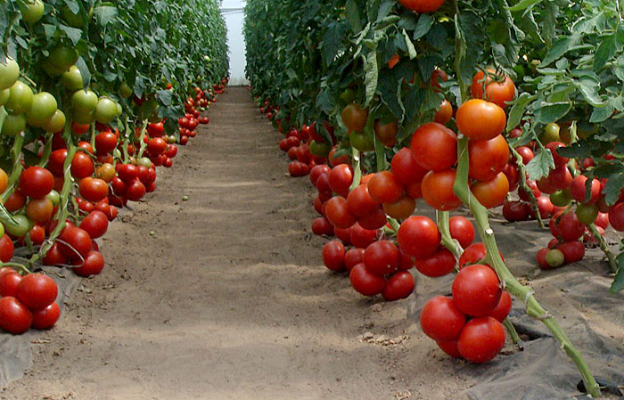 الطماطم في الدفيئة