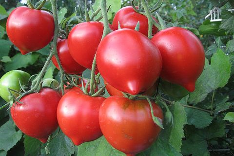 tomaattilajike