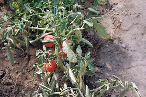 fusarium pomidorų krūmai