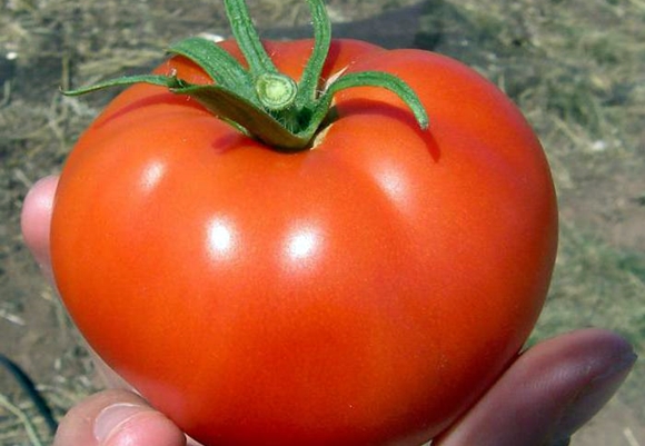 sieninis pomidoras rankose